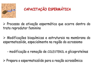 CAPACITAÇÃO ESPERMÁTICA
! Processo de ativação espermática que ocorre dentro do
trato reprodutor feminino
! Modificações bioquímicas e estruturais na membrana do
espermatozóide, especialmente na região do acrossomo
! Prepara o espermatozóide para a reação acrossômica
- modificação e remoção de COLESTEROL e glicoproteínas
 
