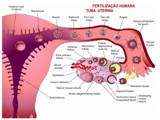 12"
FERTILIZAÇÃO HUMANA
TUBA UTERINA - BLASTOCISTO
 
