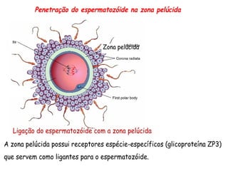 Penetração do espermatozóide na zona pelúcida
Zona pelúcida
Ligação do espermatozóide com a zona pelúcida
A zona pelúcida possui receptores espécie-específicos (glicoproteína ZP3)
que servem como ligantes para o espermatozóide.
 