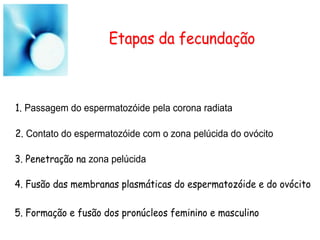 Etapas da fecundação
1. Passagem do espermatozóide pela corona radiata
2. Contato do espermatozóide com o zona pelúcida do ovócito
3. Penetração na zona pelúcida
4. Fusão das membranas plasmáticas do espermatozóide e do ovócito
5. Formação e fusão dos pronúcleos feminino e masculino
 
