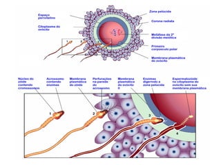 Núcleo do
zóide
contendo
cromossomos
Acrossomo
contendo
enzimas
Membrana
plasmática
do zóide
Perfurações
na parede
do
acrossomo
Membrana
plasmática
do ovócito
II
Enzimas
digerindo a
zona pelúcida
Espermatozóide
no citoplasma do
ovócito sem sua
membrana plasmática
Espaço
perivitelino
Citoplasma do
ovócito
Zona pelúcida
Corona radiata
Metáfase da 2ª
divisão meiótica
Primeiro
corpúsculo polar
Membrana plasmática
do ovócito
 