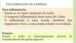 CICATRIZAÇÃO DE FERIDAS
Fase inflamatória:
✓ Inicia-se no exato momento da lesão.
✓ A resposta inflamatória dura cerca de 3 dias.
✓ A inflamação é uma reação imediata dos
organismo vivos, a uma lesão celular ou tecidual.
Função:
Conter e isolar os microorganismos através do
reconhecimento do agente agressor.
 