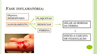 FASE INFLAMATÓRIA:
SANGRAMENTO
PLAQUETAS
HEMÁCIAS
FIBRINA
SELAR AS BORDAS
DA FERIDA
INÍCIO A CASCATA
DE COAGULAÇÃO
Objetivo:
HEMOSTASIA
 