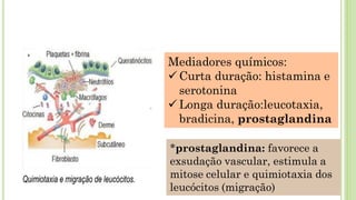 Mediadores químicos:
✓ Curta duração: histamina e
serotonina
✓ Longa duração:leucotaxia,
bradicina, prostaglandina
*prostaglandina: favorece a
exsudação vascular, estimula a
mitose celular e quimiotaxia dos
leucócitos (migração)
 