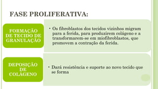 FASE PROLIFERATIVA:
• Os fibroblastos dos tecidos vizinhos migram
para a ferida, para produzirem colágeno e a
transformarem-se em miofibroblastos, que
promovem a contração da ferida.
FORMAÇÃO
DE TECIDO DE
GRANULAÇÃO
• Dará resistência e suporte ao novo tecido que
se forma
DEPOSIÇÃO
DE
COLÁGENO
 
