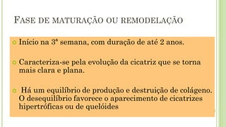 FASE DE MATURAÇÃO OU REMODELAÇÃO
 Início na 3ª semana, com duração de até 2 anos.
 Caracteriza-se pela evolução da cicatriz que se torna
mais clara e plana.
 Há um equilíbrio de produção e destruição de colágeno.
O desequilíbrio favorece o aparecimento de cicatrizes
hipertróficas ou de quelóides
 