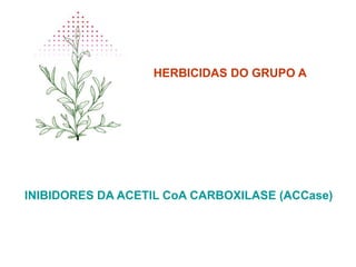HERBICIDAS DO GRUPO A
INIBIDORES DA ACETIL CoA CARBOXILASE (ACCase)
 