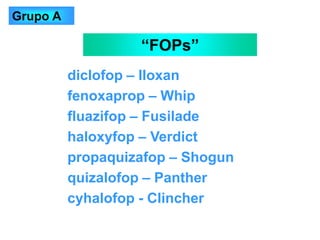 diclofop – Iloxan
fenoxaprop – Whip
fluazifop – Fusilade
haloxyfop – Verdict
propaquizafop – Shogun
quizalofop – Panther
cyhalofop - Clincher
“FOPs”
Grupo A
 