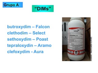 butroxydim – Falcon
clethodim – Select
sethoxydim – Poast
tepraloxydin – Aramo
clefoxydim - Aura
“DIMs”
Grupo A
Fonte:
Mercado
Livre.
 