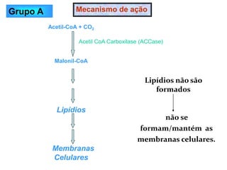 Acetil-CoA + CO2
Malonil-CoA
Lipídios
Membranas
Celulares
Mecanismo de ação
Acetil CoA Carboxilase (ACCase)
Grupo A
Lipídios não são
formados
não se
formam/mantém as
membranas celulares.
 