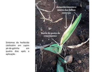 Sintomas do herbicida
clethodim em capim
pé-de-galinha em
quatro dias após a
aplicação.
 