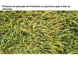 • Sintomas da aplicação de Profoxidim em graminea após 4 dias da
aplicação
 
