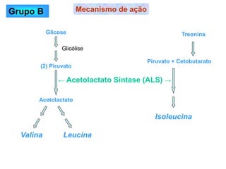 Glicose
(2) Piruvato
Acetolactato
Valina Leucina
Mecanismo de ação
← Acetolactato Sintase (ALS) →
Glicólise
Treonina
Piruvato + Cetobutarato
Isoleucina
Grupo B
 