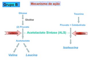 Glicose
(2) Piruvato
Acetolactato
Valina Leucina
Mecanismo de ação
Herbicida ← Acetolactato Sintase (ALS) →
Glicólise
Treonina
Piruvato + Cetobutirato
Isoleucina
Herbicida
Grupo B
 