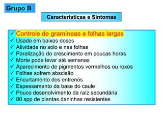 Características e Sintomas
✓ Controle de gramíneas e folhas largas
✓ Usado em baixas doses
✓ Atividade no solo e nas folhas
✓ Paralização do crescimento em poucas horas
✓ Morte pode levar até semanas
✓ Aparecimento de pigmentos vermelhos ou roxos
✓ Folhas sofrem abscisão
✓ Encurtamento dos entrenós
✓ Espessamento da base do caule
✓ Pouco desenolvimento da raíz secundária
✓ 80 spp de plantas daninhas resistentes
Grupo B
 