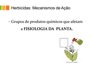 Herbicidas: Mecanismos de Ação
• Grupos de produtos químicos que afetam
a FISIOLOGIA DA PLANTA.
 
