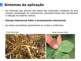 Sintomas da aplicação
• Os sintomas das plantas sob efeito dos herbicidas inibidores da ALS
incluem paralisação do crescimento, amarelecimento dos meristemas
e redução do sistema radical;
• Clorose internerval foliar e arroxiamento internerval;
• As raízes secundárias apresentam-se curtas e uniformes;
Fonte: Conevair UFSC.
Fonte: Eleva Agro.
 