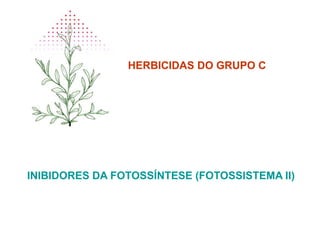 HERBICIDAS DO GRUPO C
INIBIDORES DA FOTOSSÍNTESE (FOTOSSISTEMA II)
 