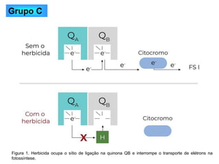 Grupo C
Figura 1. Herbicida ocupa o sítio de ligação na quinona QB e interrompe o transporte de elétrons na
fotossíntese.
 