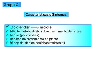 Características e Sintomas
✓ Clorose foliar necrose
✓ Não tem efeito direto sobre crescimento de raízes
✓ Injúria (poucos dias)
✓ Inibição do crescimento da planta
✓ 86 spp de plantas daninhas resistentes
Grupo C
 