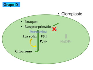 Grupo D
Luz solar FS I
P710 NADP+
Citocromo
• Cloroplasto
• Paraquat
• Receptor primário
Ferredoxina
 