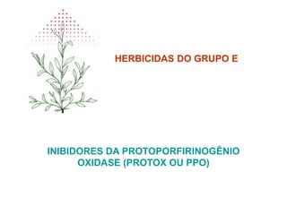 HERBICIDAS DO GRUPO E
INIBIDORES DA PROTOPORFIRINOGÊNIO
OXIDASE (PROTOX OU PPO)
 
