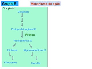 Mecanismo de ação
Glutamato
Protoporfirinogênio IX
Protoporfirina IX
Protox
Fitoheme Mg-protoporfirina IX
Citocromos Clorofila
Cloroplasto
Grupo E
 