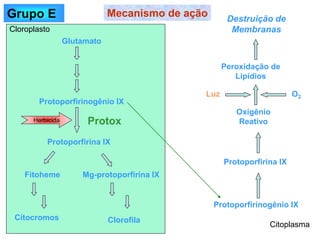 Mecanismo de ação
Protoporfirinogênio IX
Protoporfirina IX
Oxigênio
Reativo
Peroxidação de
Lipídios
Destruição de
Membranas
Glutamato
Protoporfirinogênio IX
Protoporfirina IX
Protox
Herbicida
Fitoheme Mg-protoporfirina IX
Citocromos Clorofila
Cloroplasto
Citoplasma
Luz O2
Grupo E
 