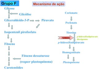 Glicose
Glicólise
Gliceraldeído-3-P Piruvato
Isopentenil pirofosfato
Fitoeno
Fitoeno dessaturase
(requer plastoquinona)
Carotenóides
Corismato
Prefenato
Tirosina
p-hidroxifenilpiruvato
Homogentisato
Plastoquinona
p-hidroxifenilpiruvato
dioxigenase
Mecanismo de ação
Herbicida
Grupo F
 