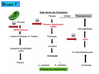 Grupo F
 