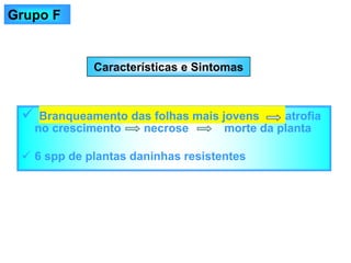 Características e Sintomas
✓ Branqueamento das folhas mais jovens atrofia
no crescimento necrose morte da planta
✓ 6 spp de plantas daninhas resistentes
Grupo F
 