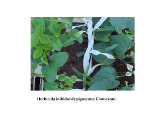 Herbicida inibidordepigmento: Clomazone.
 