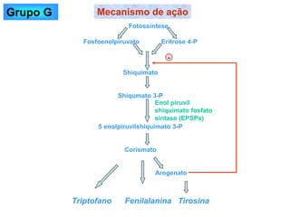 Fotossíntese
Fosfoenolpiruvato Eritrose 4-P
Shiquimato
Shiqumato 3-P
5 enolpiruvilshiquimato 3-P
Corismato
Arogenato
Triptofano Fenilalanina Tirosina
Mecanismo de ação
Enol piruvil
shiquimato fosfato
sintase (EPSPs)
-
Grupo G
 