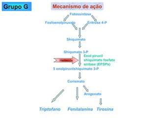 Fotossíntese
Fosfoenolpiruvato Eritrose 4-P
Shiquimato
Shiqumato 3-P
5 enolpiruvilshiquimato 3-P
Corismato
Arogenato
Triptofano Fenilalanina Tirosina
Mecanismo de ação
Herbicida
Enol piruvil
shiquimato fosfato
sintase (EPSPs)
Grupo G
 