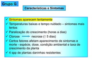 Características e Sintomas
✓ Sintomas aparecem lentamente
✓ Temperaturas baixas e tempo nublado – sintomas mais
lentos
✓ Paralização do crescimento (horas a dias)
✓ Clorose necrose (↑ 5 dias)
✓ Certos fatores afetam aparecimento de sintomas e
morte - espécie, dose, condição ambiental e taxa de
crescimento da planta
✓ 4 spp de plantas daninhas resistentes
Grupo G
 