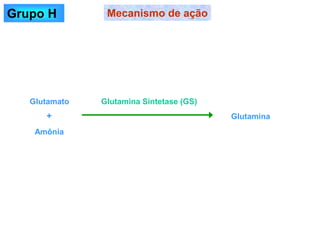Mecanismo de ação
Grupo H
Glutamato
Amônia
Glutamina
Glutamina Sintetase (GS)
+
 