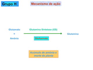 Glufosinate
Mecanismo de ação
Grupo H
Glutamato
Amônia
Glutamina
Glutamina Sintetase (GS)
+
Acúmulo de amônia e
morte da planta
 