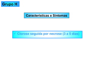 Características e Sintomas
✓ Clorose seguida por necrose (3 a 5 dias)
Grupo H
 