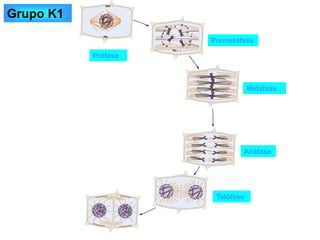 Profase
Prófase
Telófase
Anáfase
Metáfase
Prometáfase
Grupo K1
 