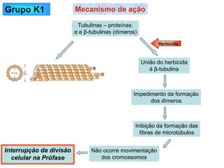 Tubulinas – proteínas:
α e β-tubulinas (dímeros)
Mecanismo de ação
União do herbicida
à β-tubulina
Herbicida
Impedimento da formação
dos dímeros
Inibição da formação das
fibras de microtúbulos
Não ocorre movimentação
dos cromossomos
Interrupção da divisão
celular na Prófase
Grupo K1
 