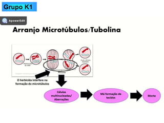 Profase
Grupo K1
 