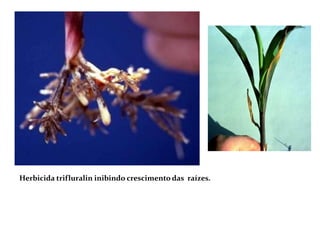 Herbicida trifluralin inibindo crescimento das raízes.
 
