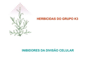 HERBICIDAS DO GRUPO K3
INIBIDORES DA DIVISÃO CELULAR
 