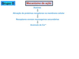 Mecanismo de ação
Auxinas
Ativação de proteínas receptoras na membrana celular
Receptores enviam mensageiros secundários
Acúmulo de Ca++
Grupo O
 