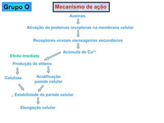 Mecanismo de ação
Auxinas
Ativação de proteínas receptoras na membrana celular
Receptores enviam mensageiros secundários
Acúmulo de Ca++
Produção de etileno
Acidificação
parede celular
Celulase
↓ Estabilidade da parede celular
Elongação celular
Efeito Imediato
Grupo O
 