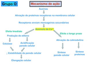 Mecanismo de ação
Auxinas
Ativação de proteínas receptoras na membrana celular
Receptores enviam mensageiros secundários
Acúmulo de Ca++
Produção de etileno
Acidificação
parede celular
Celulase
↓ Estabilidade da parede celular
Ativação da calmodulina
Elongação celular
Síntese
parede celular
Síntese
proteínas
Efeito Imediato
Efeito a longo prazo
Grupo O
 
