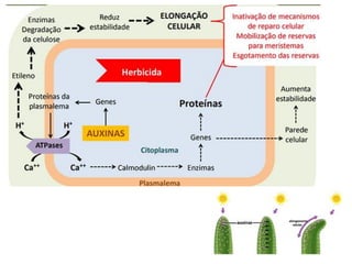 Grupo O
 