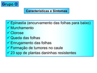 Características e Sintomas
✓ Epinastia (encurvamento das folhas para baixo)
✓ Murchamento
✓ Clorose
✓ Queda das folhas
✓ Enrugamento das folhas
✓ Formação de tumores no caule
✓ 23 spp de plantas daninhas resistentes
Grupo O
 