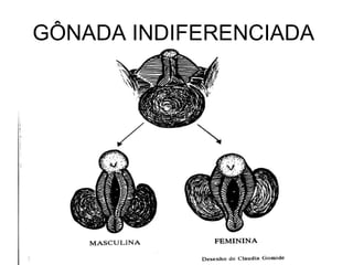 GÔNADA INDIFERENCIADA  