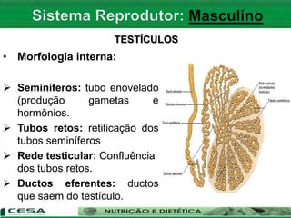 TESTÍCULOS
• Morfologia interna:
 Seminíferos: tubo enovelado
(produção gametas e
hormônios.
 Tubos retos: retificação dos
tubos seminíferos
 Rede testicular: Confluência
dos tubos retos.
 Ductos eferentes: ductos
que saem do testículo.
 